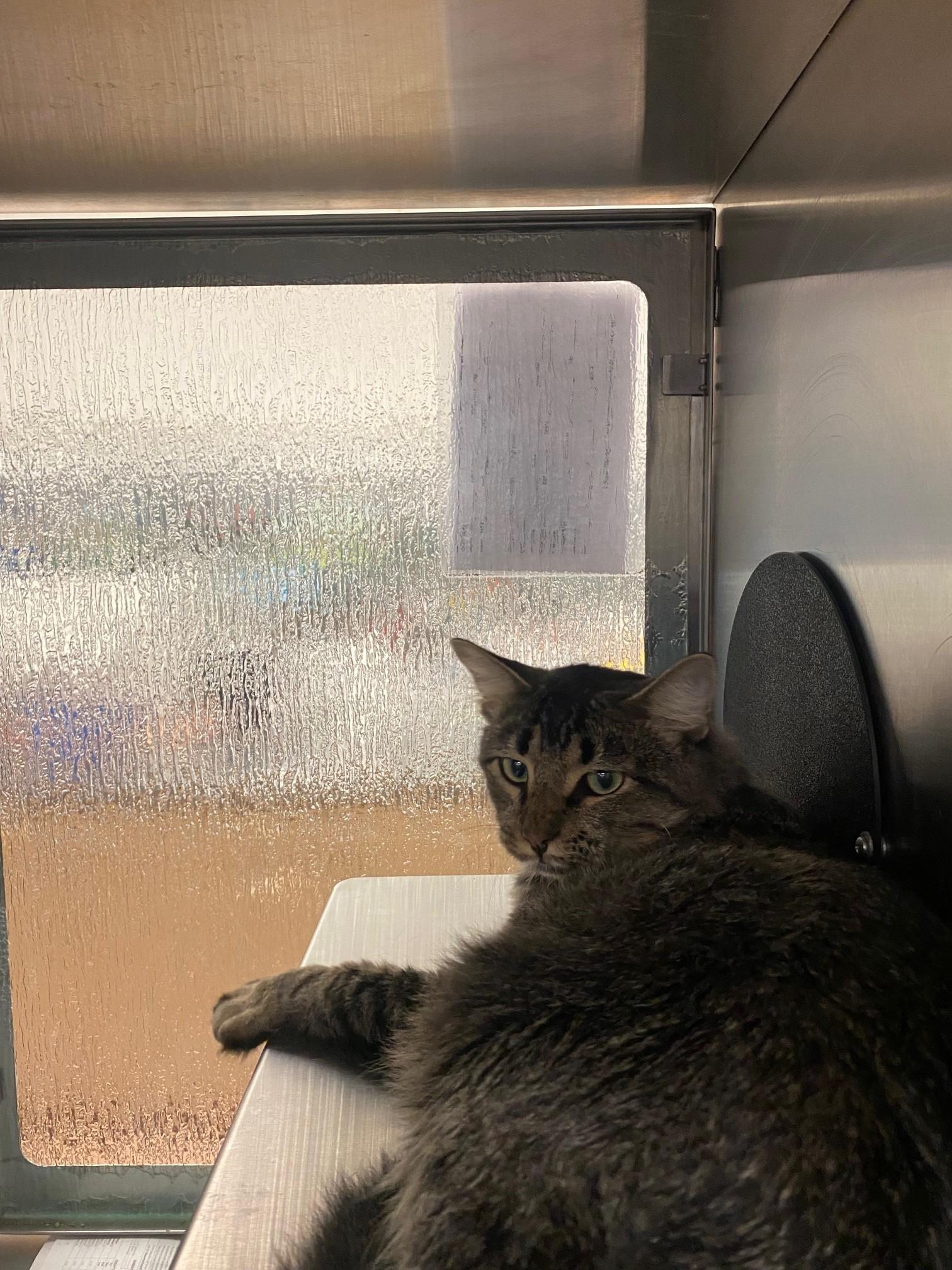 Trapper A213067