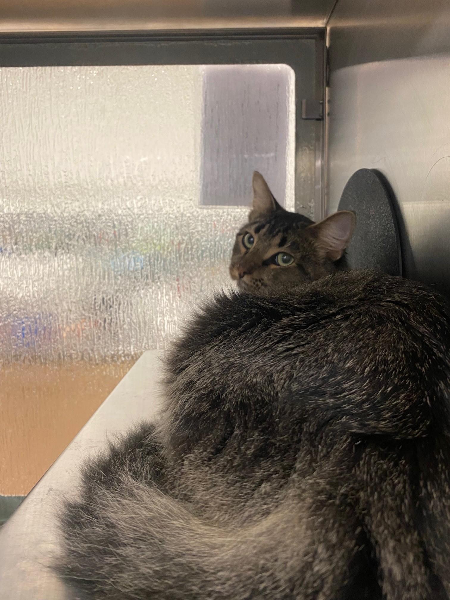 Trapper A213067