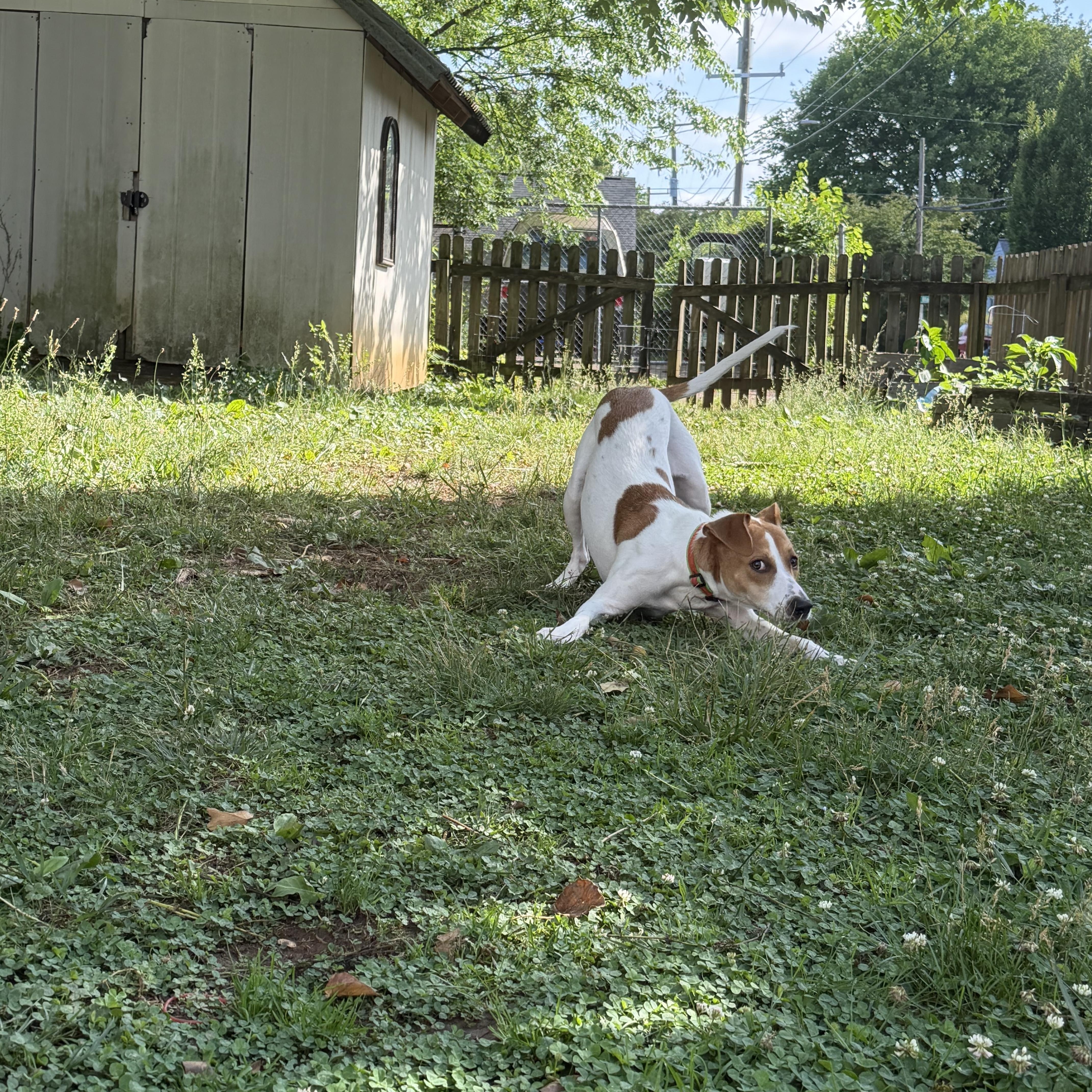 Casey, an adoptable mixed breed in Richmond, VA image 6/6