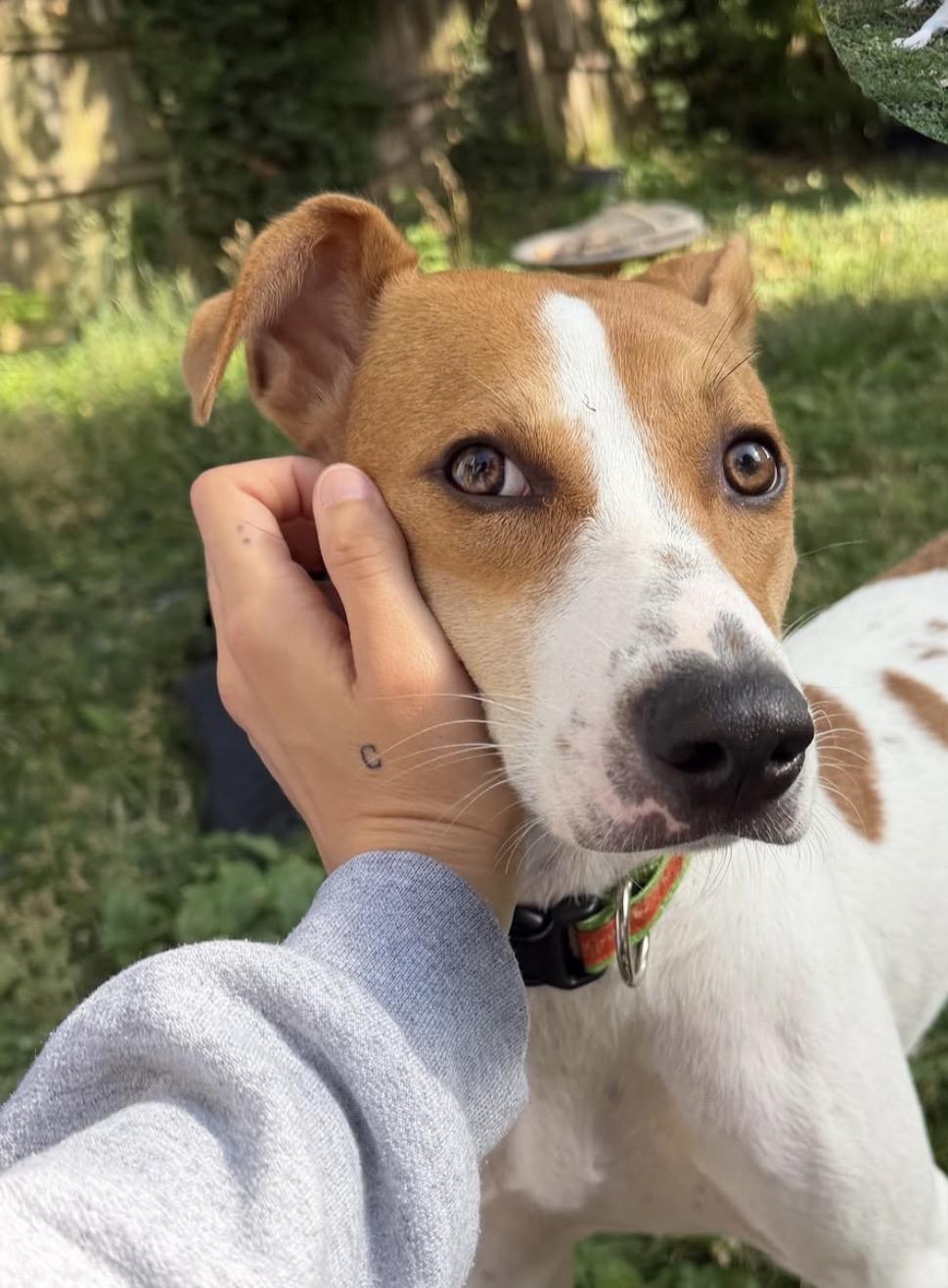 Casey, adoptable, Puppy Female Pit Bull Terrier & Catahoula Leopard Dog.