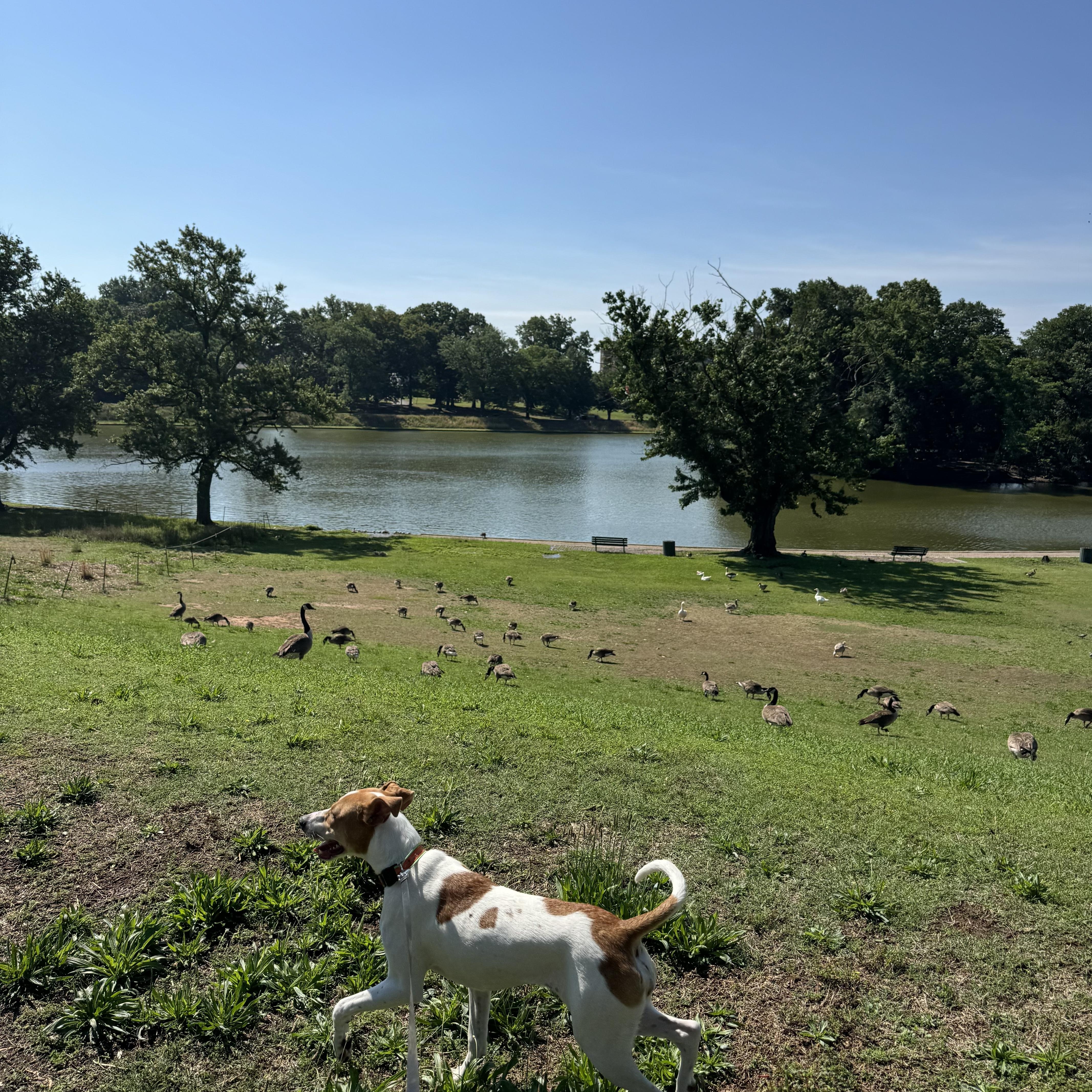 Casey, an adoptable mixed breed in Richmond, VA image 5/6