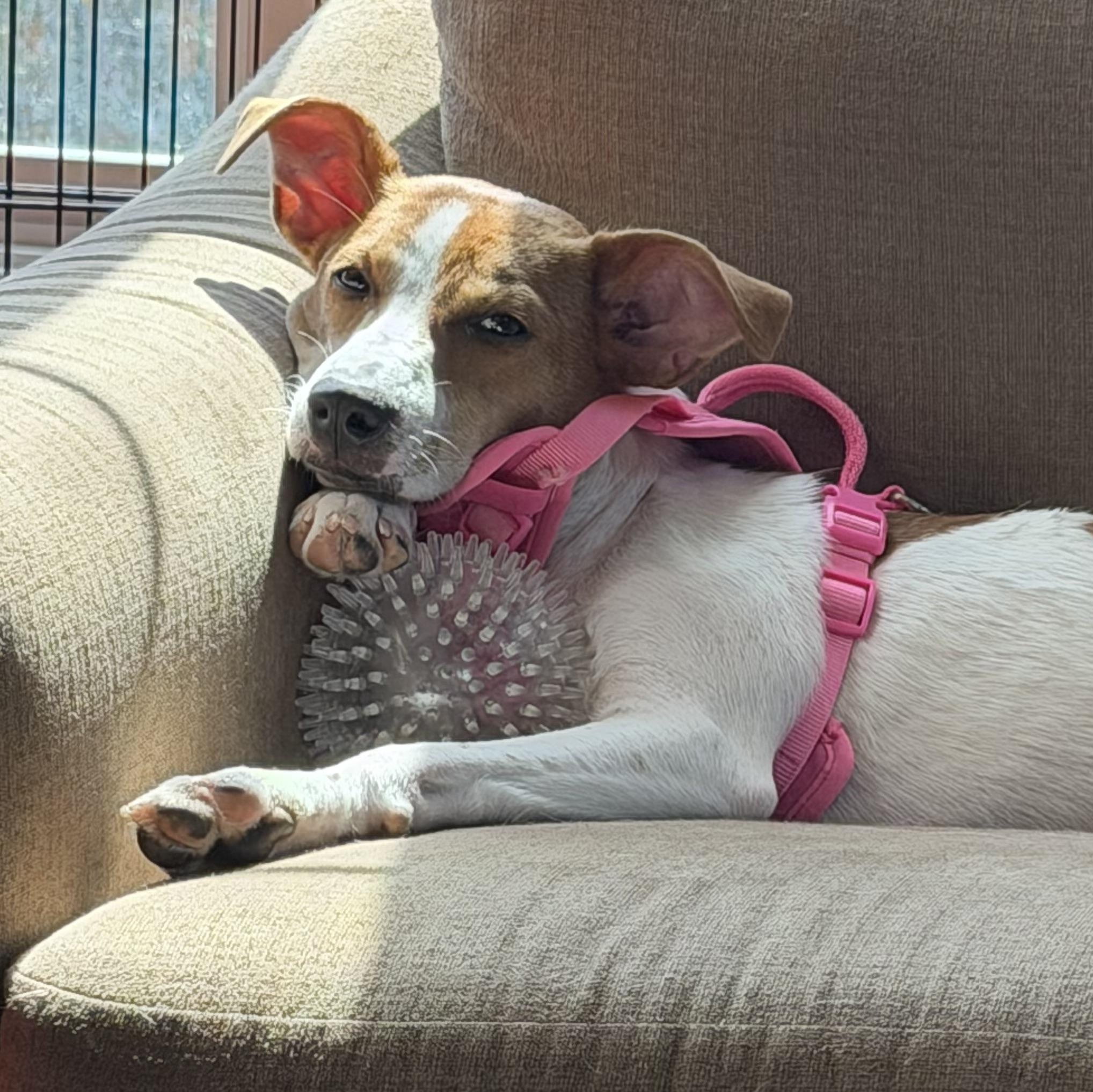 Casey, an adoptable mixed breed in Richmond, VA image 3/6