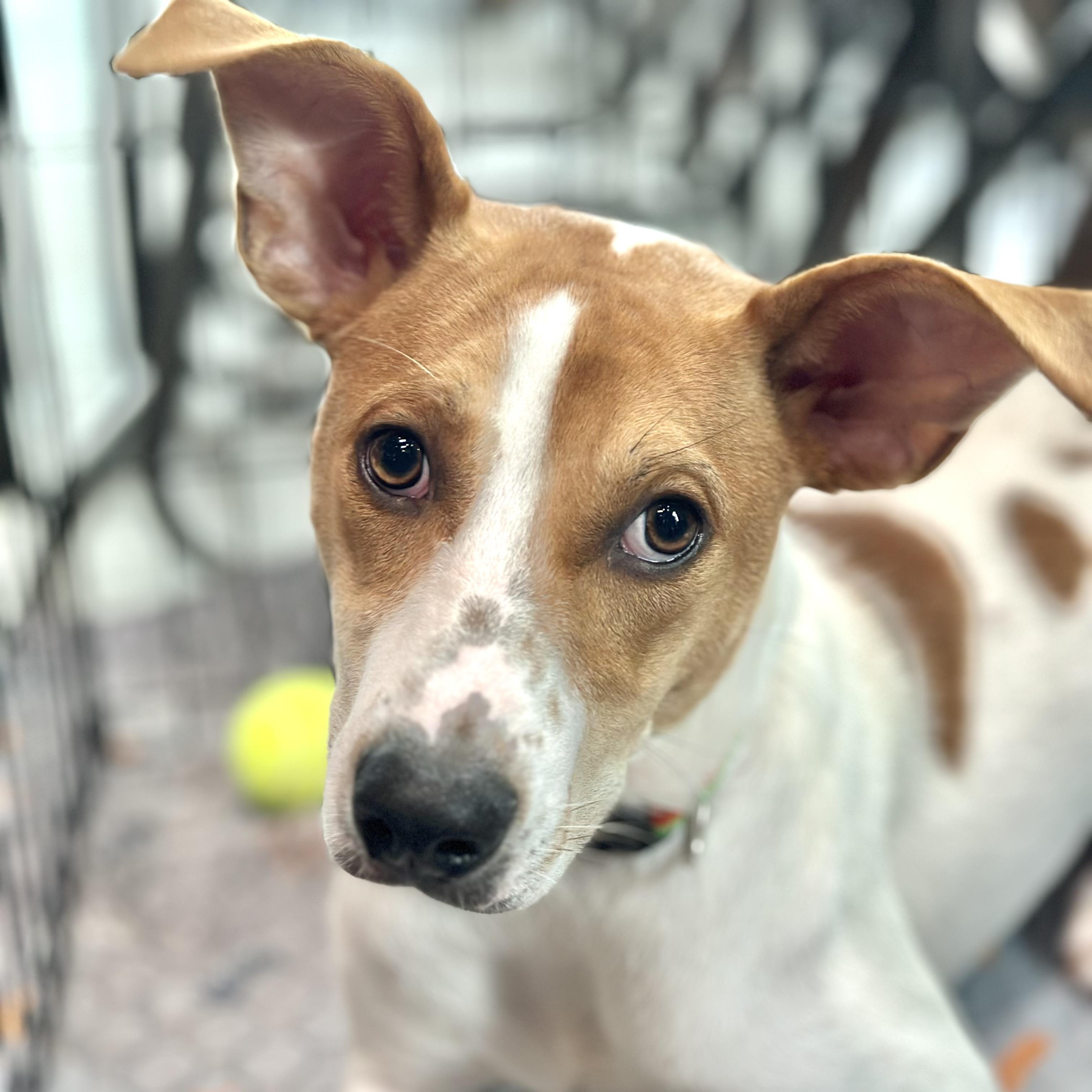 Casey, an adoptable mixed breed in Richmond, VA image 2/6