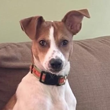 Casey, an adoptable mixed breed in Richmond, VA image 4/6