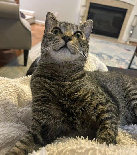 Equinox25, Adoptable, Kitten Male Domestic Short Hair.