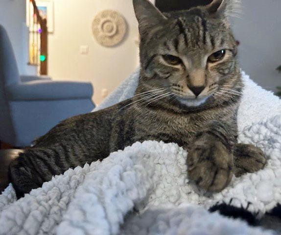 Equinox25, Adoptable, Young Male Domestic Short Hair.