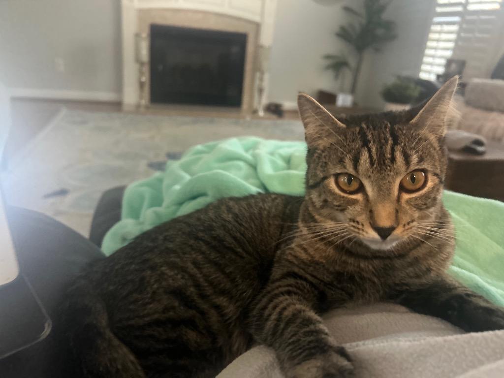 Equinox25, Adoptable, Young Male Domestic Short Hair.