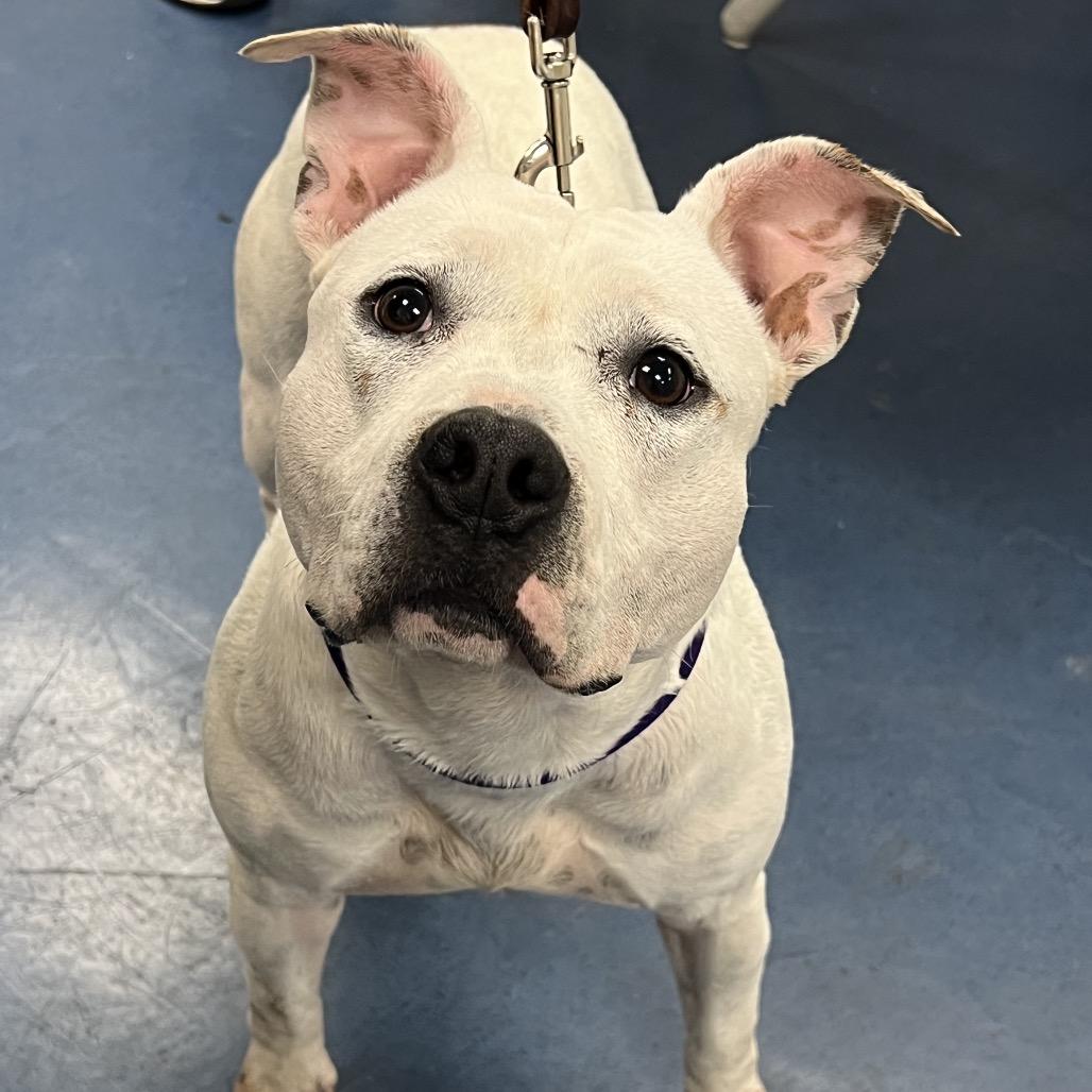 Little Miss, Adoptable, Young Female Pit Bull Terrier.