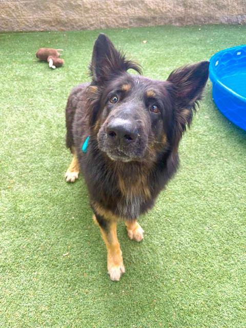 Enlarge OSO, a Adoptable German Shepherd Dog in Sacramento, CA image 1/1