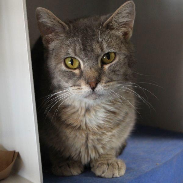 Piper, Adoptable, Adult Female Domestic Short Hair.