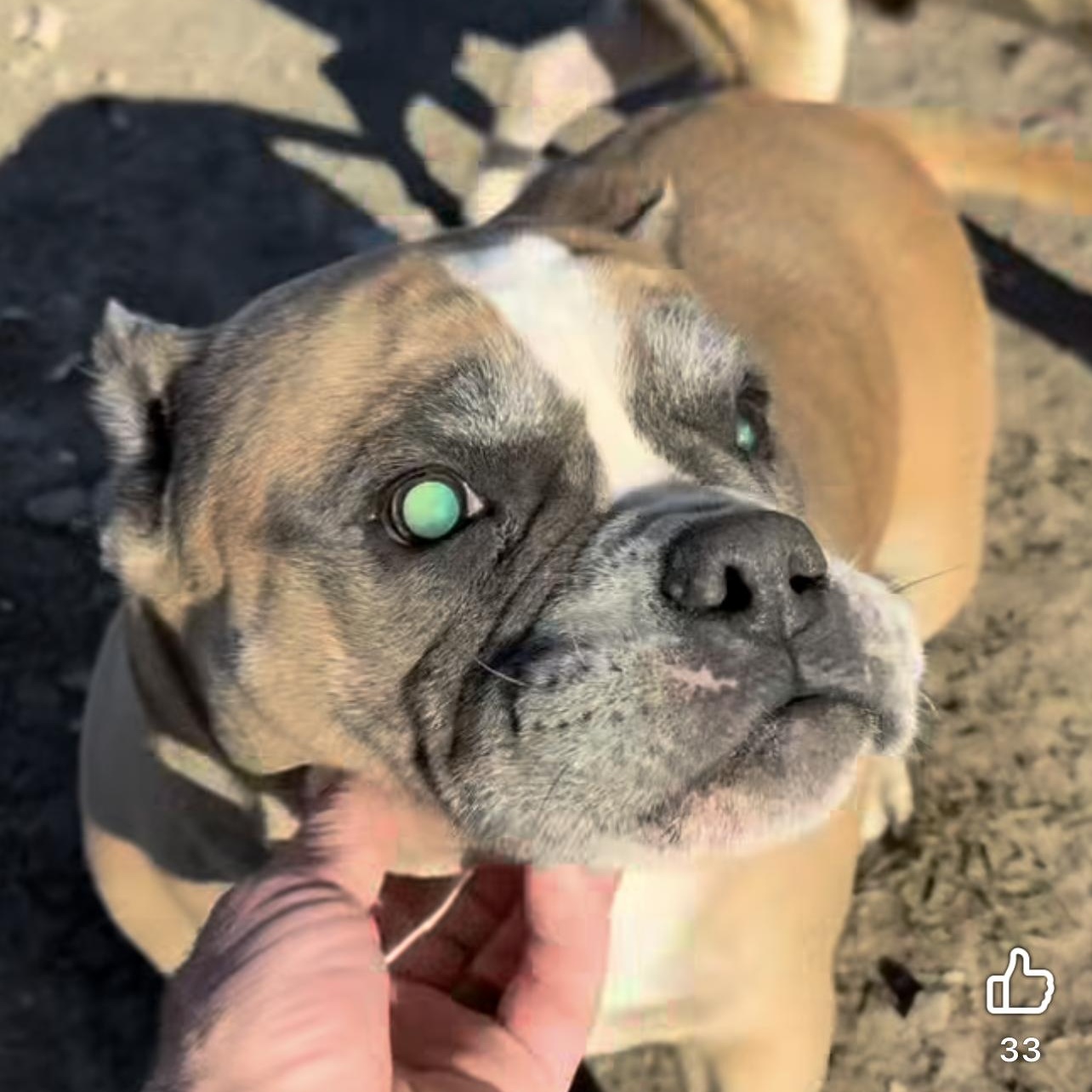 Gooey, adopted, Adult Female Mixed Breed.