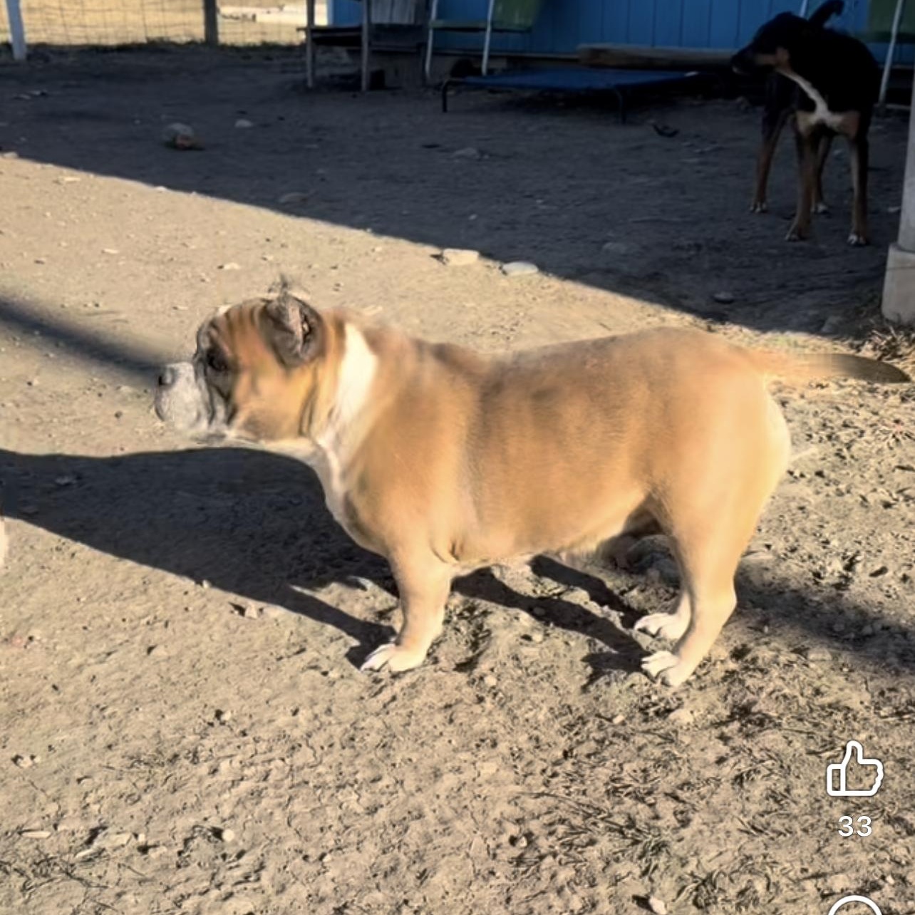 Gooey, an adopted Mixed Breed in Wilsall, MT image 3/3