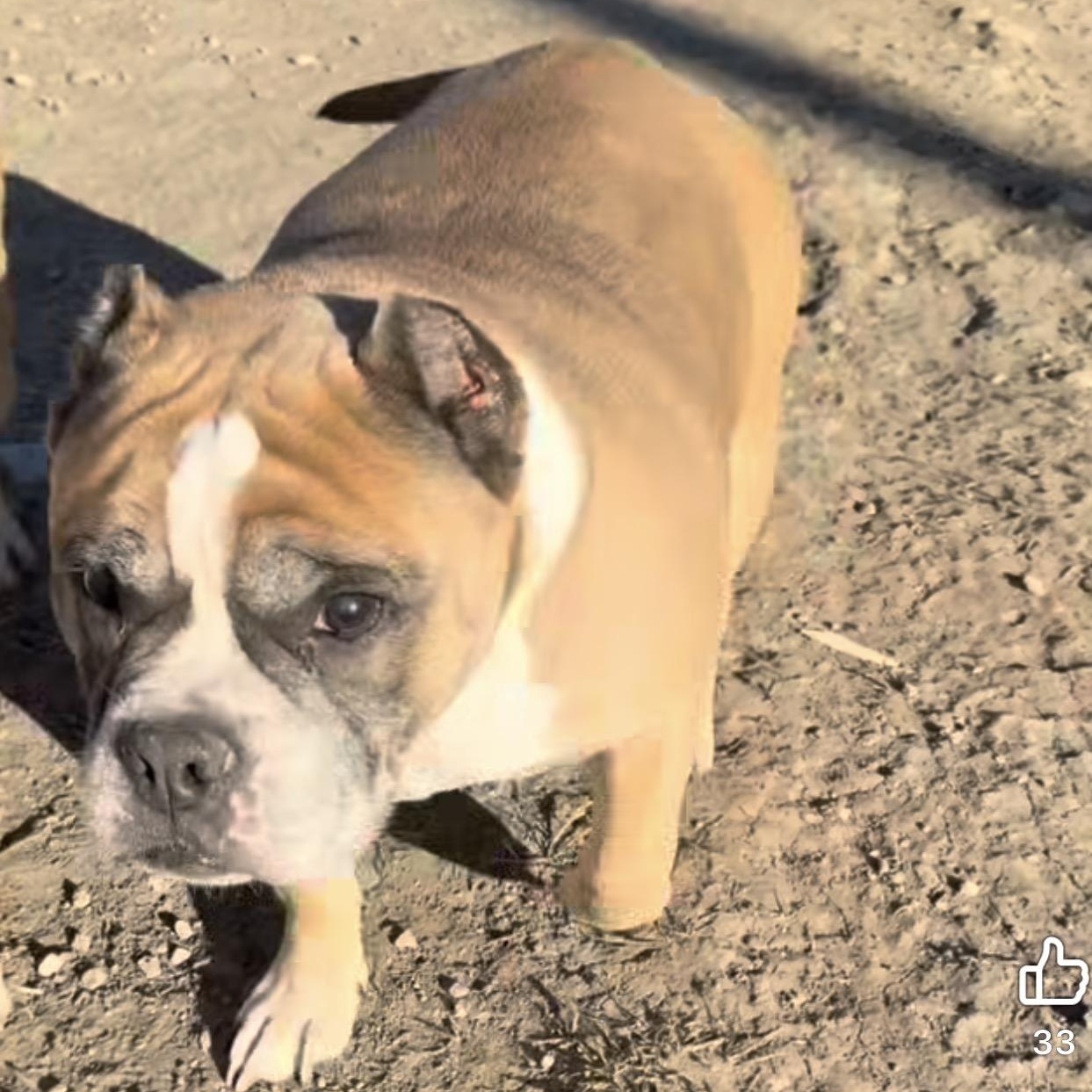 Gooey, an adopted Mixed Breed in Wilsall, MT image 2/3
