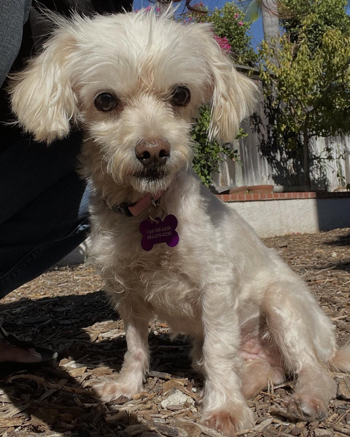 Enlarge Trina, a Adoptable Maltese in Corona, CA image 1/3