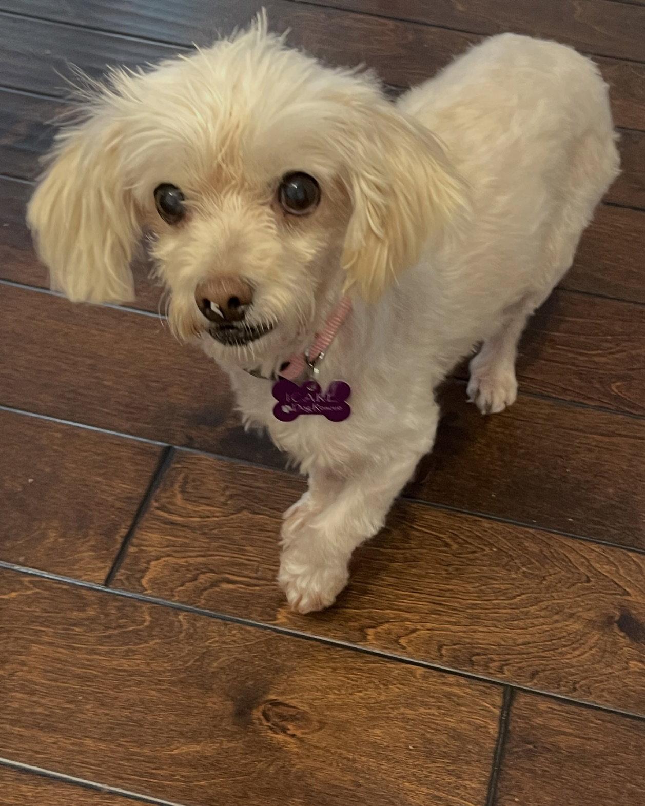 Enlarge Trina, a Adoptable Maltese in Corona, CA image 2/3