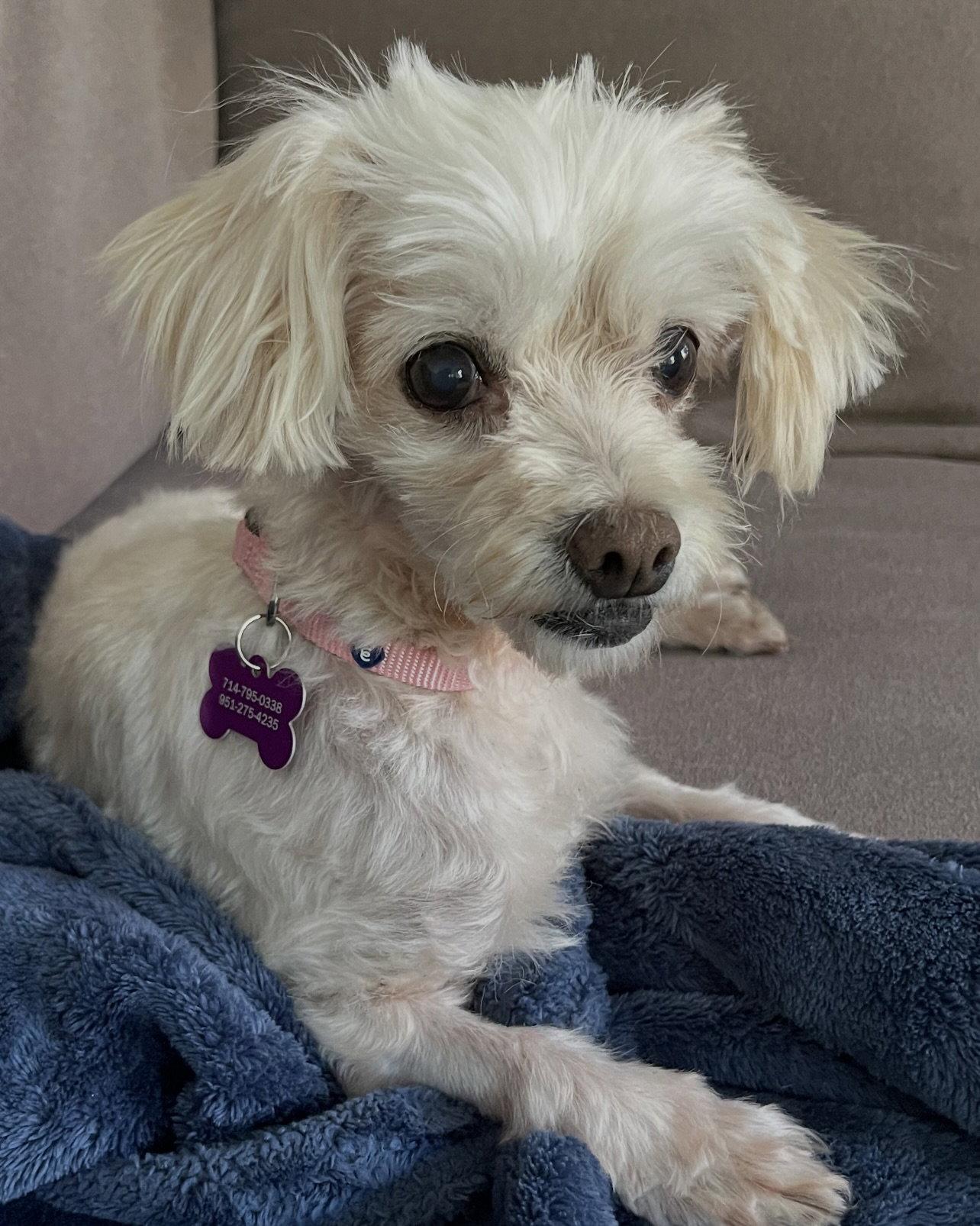 Enlarge Trina, a Adoptable Maltese in Corona, CA image 3/3