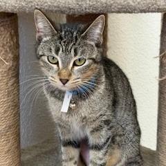 Elsa, Adoptable, Young Female Domestic Short Hair.