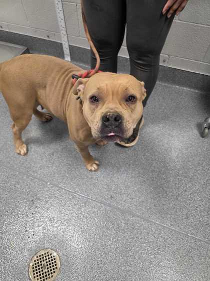 Enlarge Peppa, an adopted mixed breed in Sevierville, TN image 1/1