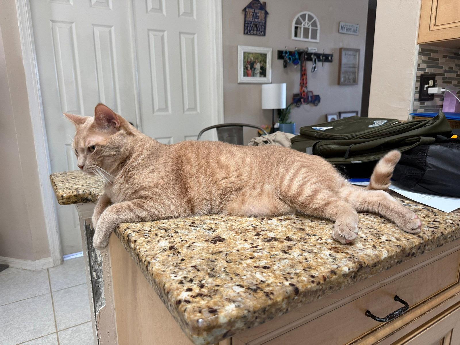 Enlarge Luigi, a Adoptable Domestic Short Hair in Naples, FL image 1/3