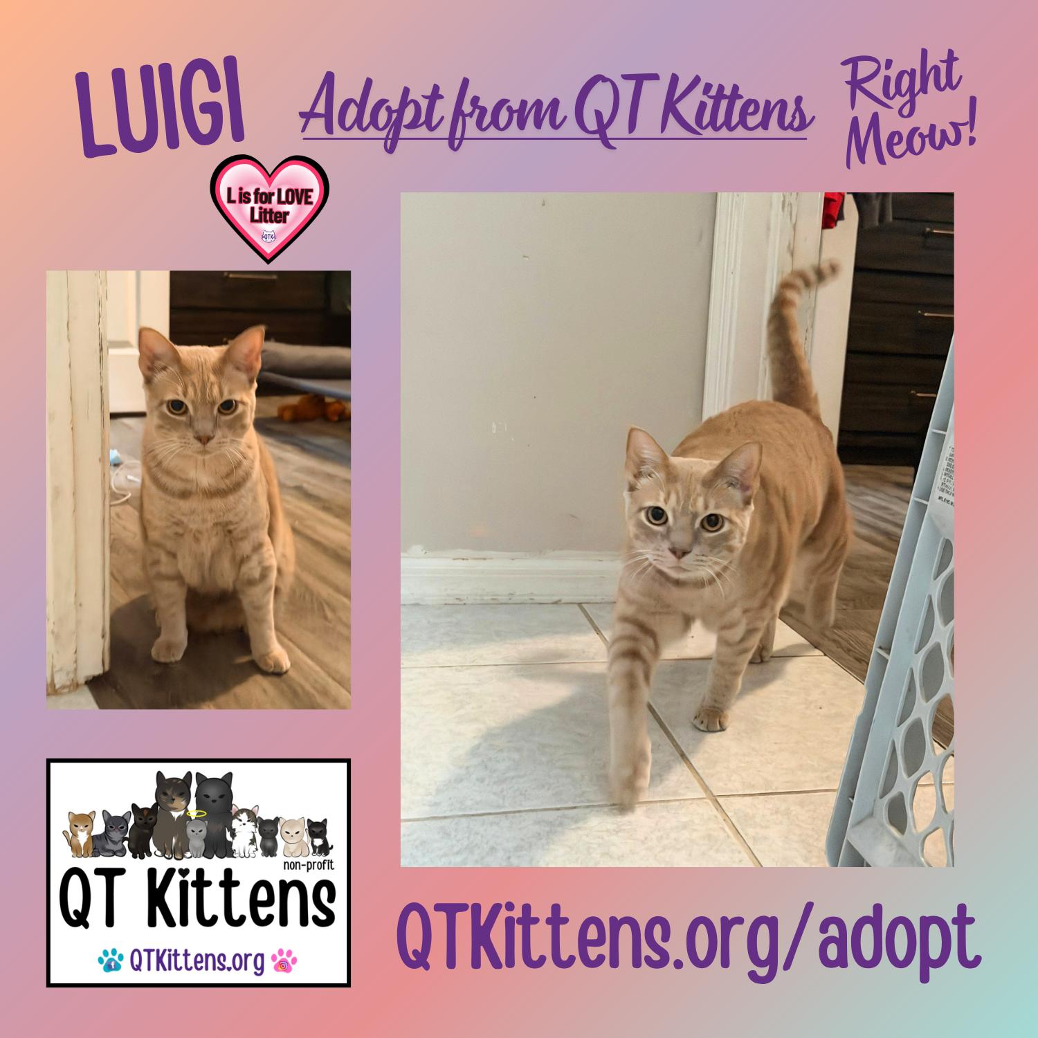 Enlarge Luigi, a Adoptable Domestic Short Hair in Naples, FL image 2/3