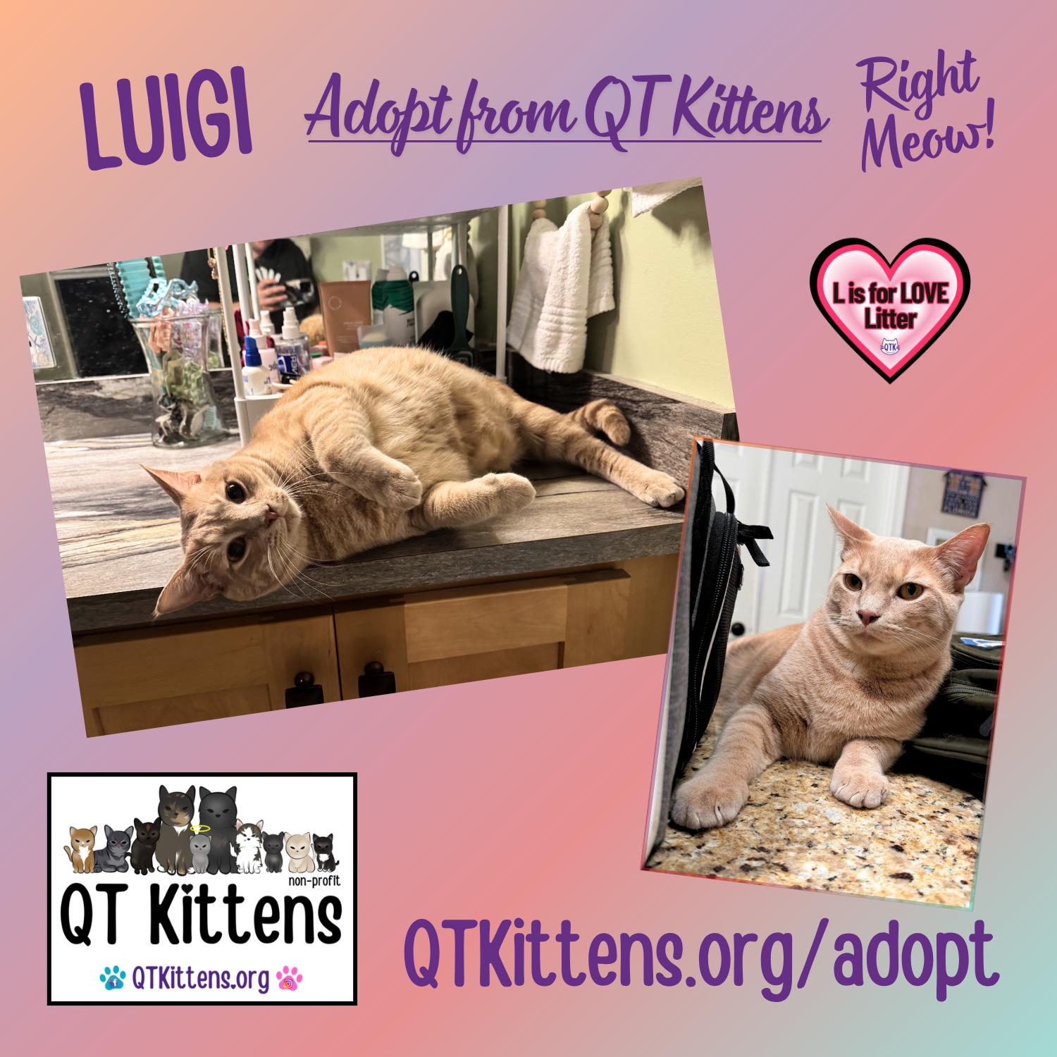 Enlarge Luigi, a Adoptable Domestic Short Hair in Naples, FL image 3/3