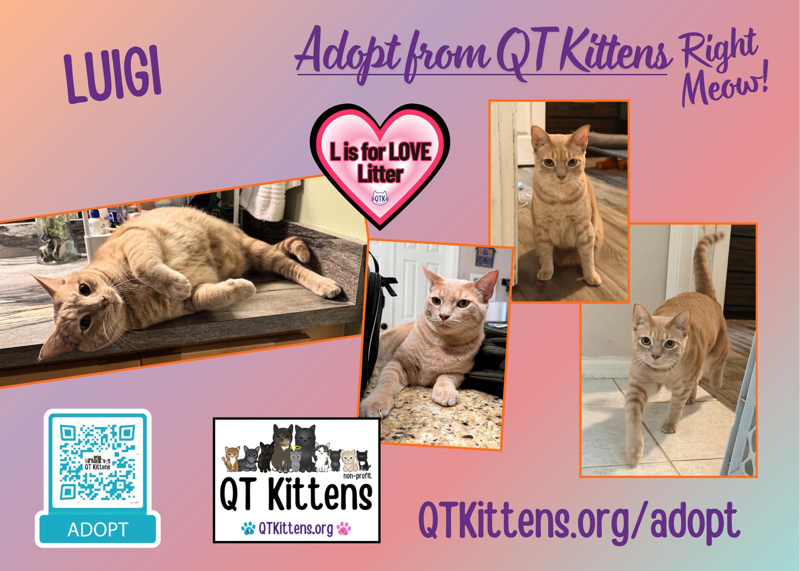 Enlarge Luigi, a Adoptable Domestic Short Hair in Naples, FL image 3/3