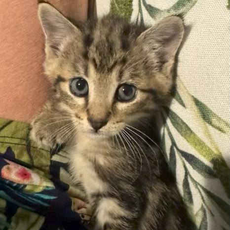 Enlarge Foxy Red, a Adoptable Domestic Short Hair in Lake Panasoffkee, FL image 1/5