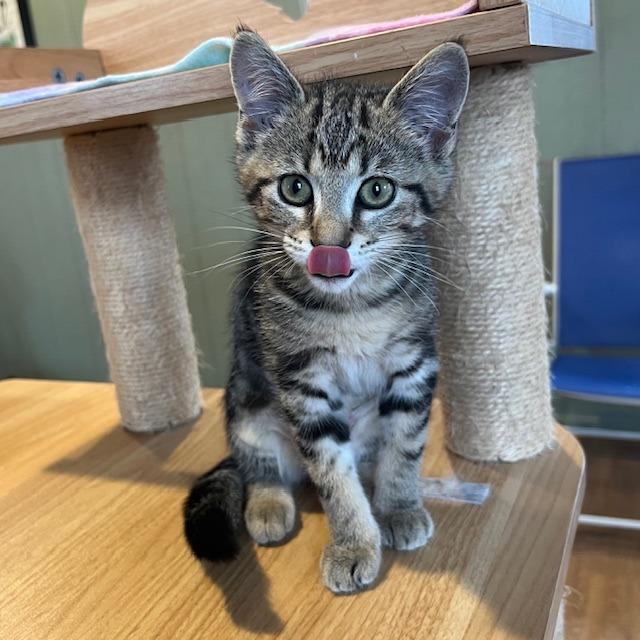 Enlarge Foxy Red, a Adoptable Domestic Short Hair in Lake Panasoffkee, FL image 2/5