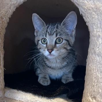 Enlarge Foxy Red, a Adoptable Domestic Short Hair in Lake Panasoffkee, FL image 3/5