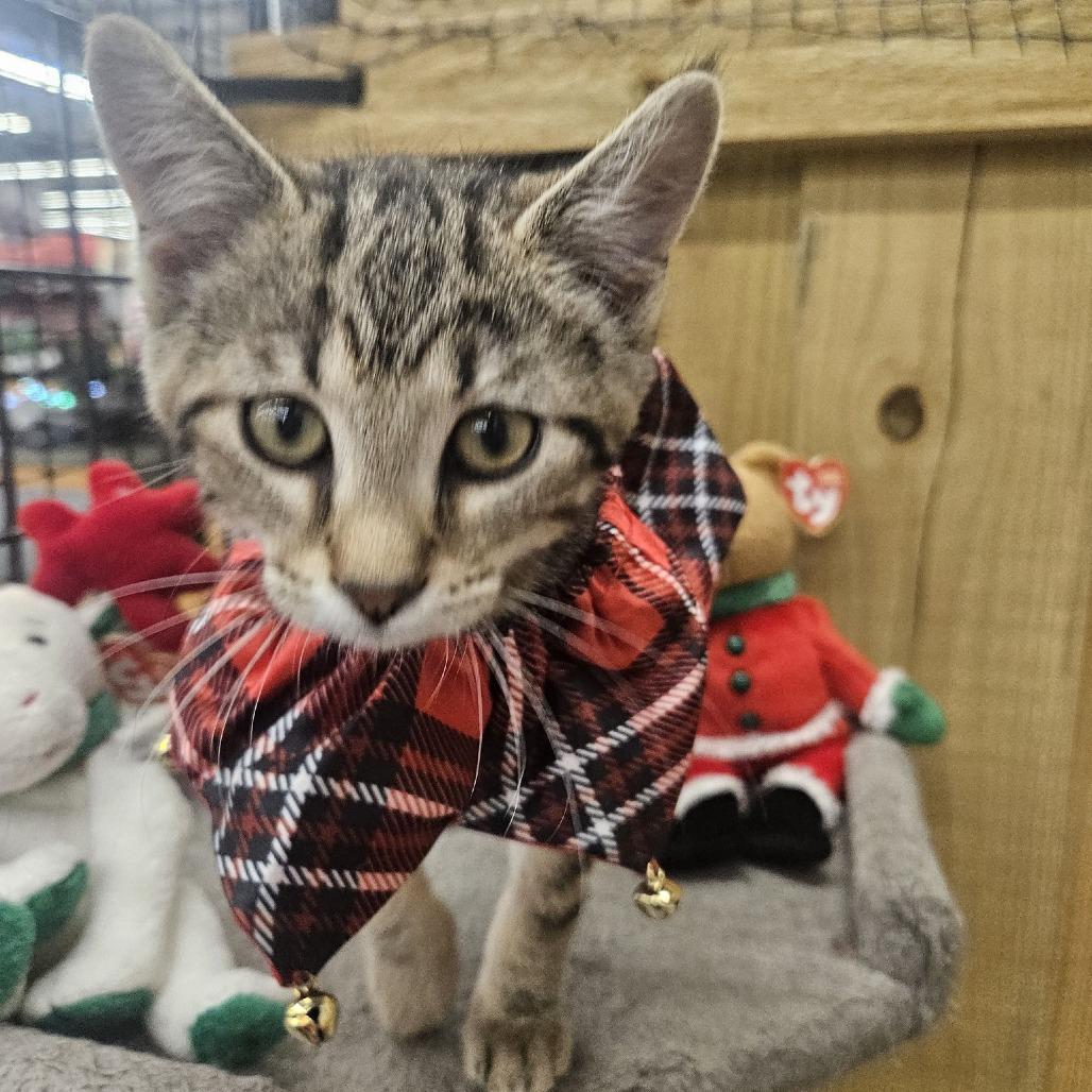 Enlarge Foxy Red, a Adoptable Domestic Short Hair in Lake Panasoffkee, FL image 4/5