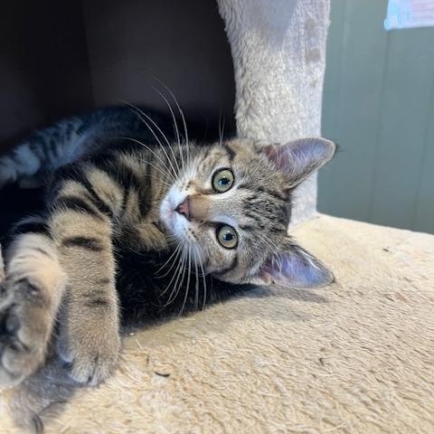 Enlarge Foxy Red, a Adoptable Domestic Short Hair in Lake Panasoffkee, FL image 5/5