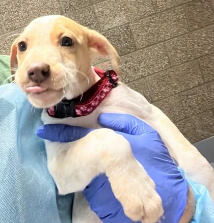 Enlarge Alani, a Adoptable mixed breed in Eugene, OR image 1/1