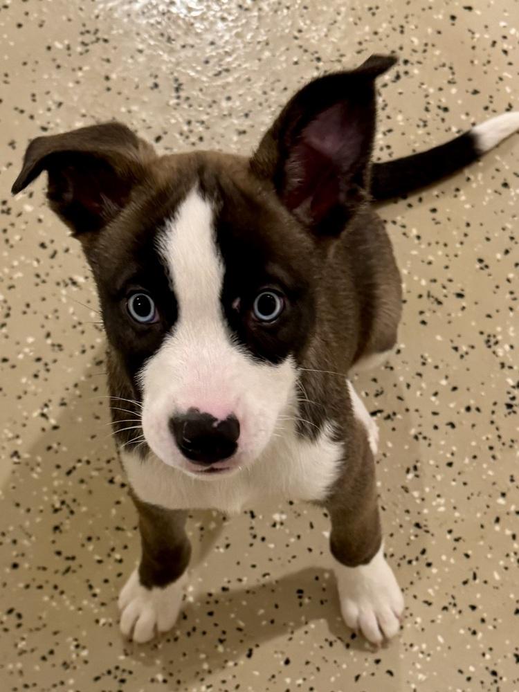 Hawaii , an adopted mixed breed in Muskego, WI image 2/3