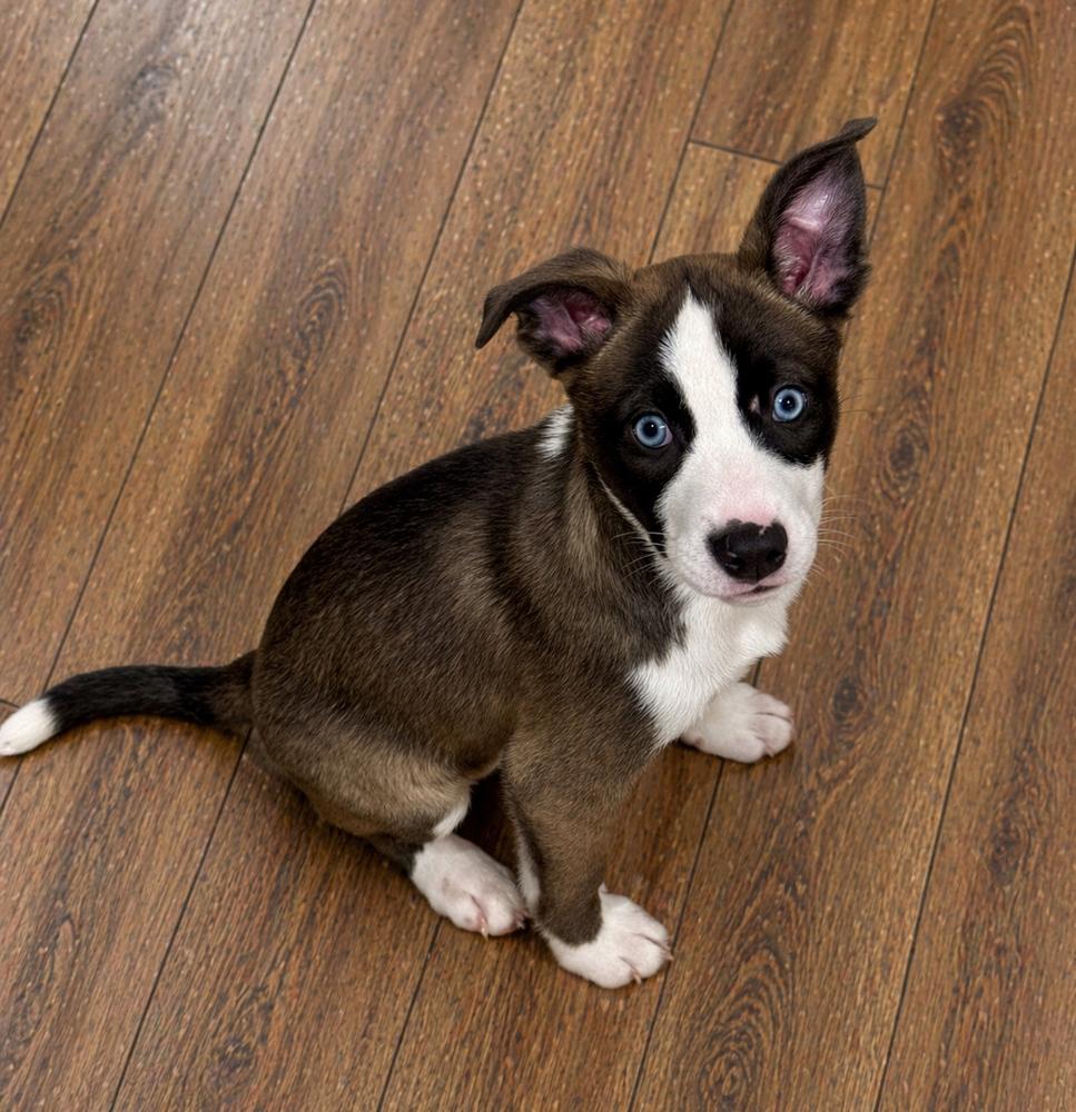 Hawaii , adopted, Puppy Female Husky.