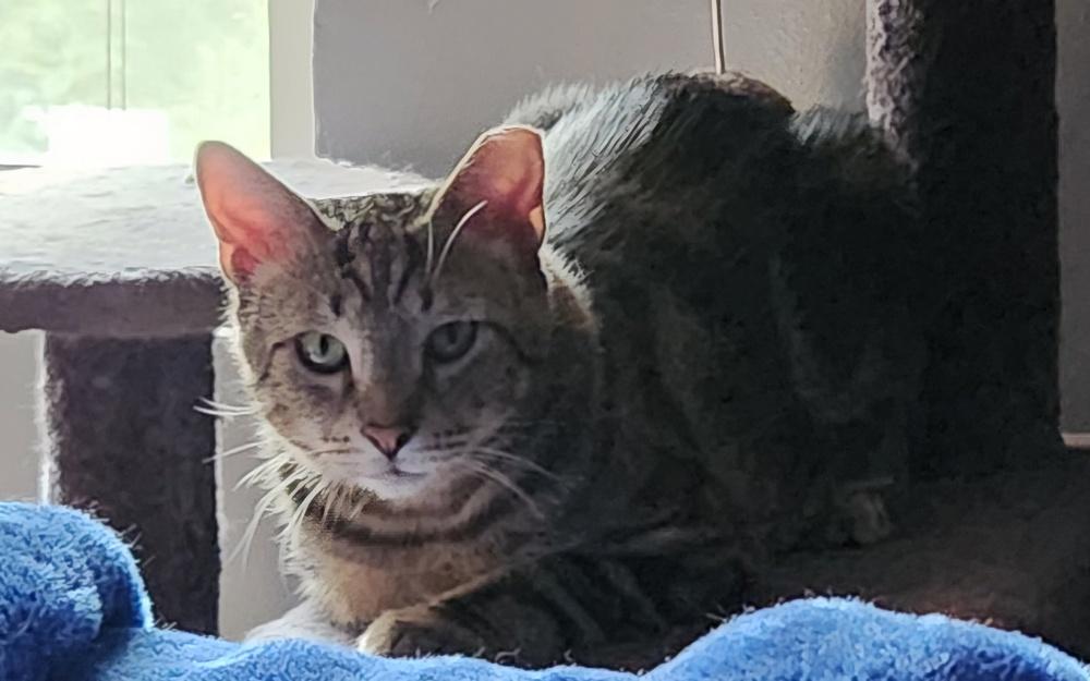 Gnar, Adoptable, Adult Male Domestic Short Hair.