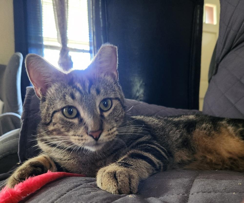 Gnar, Adoptable, Adult Male Domestic Short Hair.