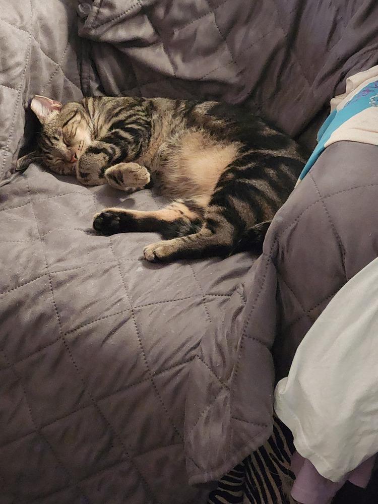 Enlarge Gnar, a Adoptable Domestic Short Hair in Virginia Beach, VA image 3/6