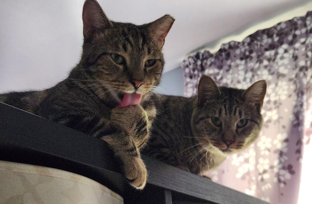 Enlarge Gnar, a Adoptable Domestic Short Hair in Virginia Beach, VA image 4/6