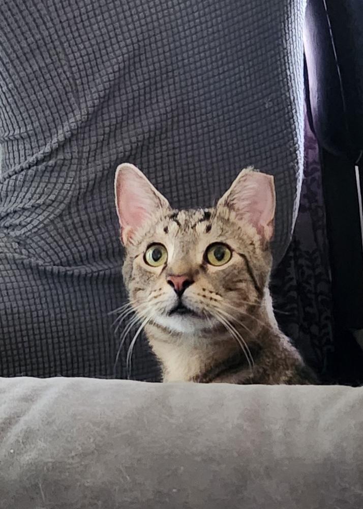 Enlarge Gnar, a Adoptable Domestic Short Hair in Virginia Beach, VA image 5/6