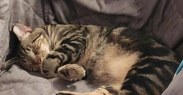 Enlarge Gnar, a Adoptable Domestic Short Hair in Virginia Beach, VA image 4/6