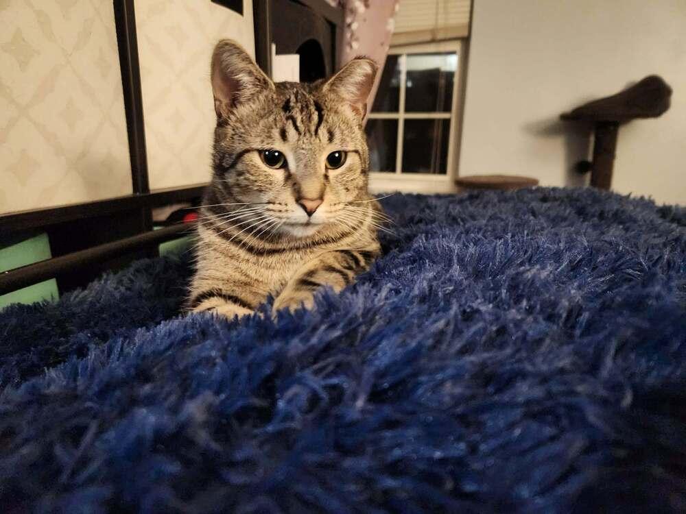 Enlarge Gnar, a Adoptable Domestic Short Hair in Virginia Beach, VA image 5/6