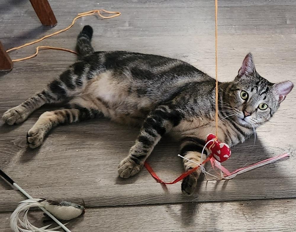 Enlarge Gnar, a Adoptable Domestic Short Hair in Virginia Beach, VA image 6/6