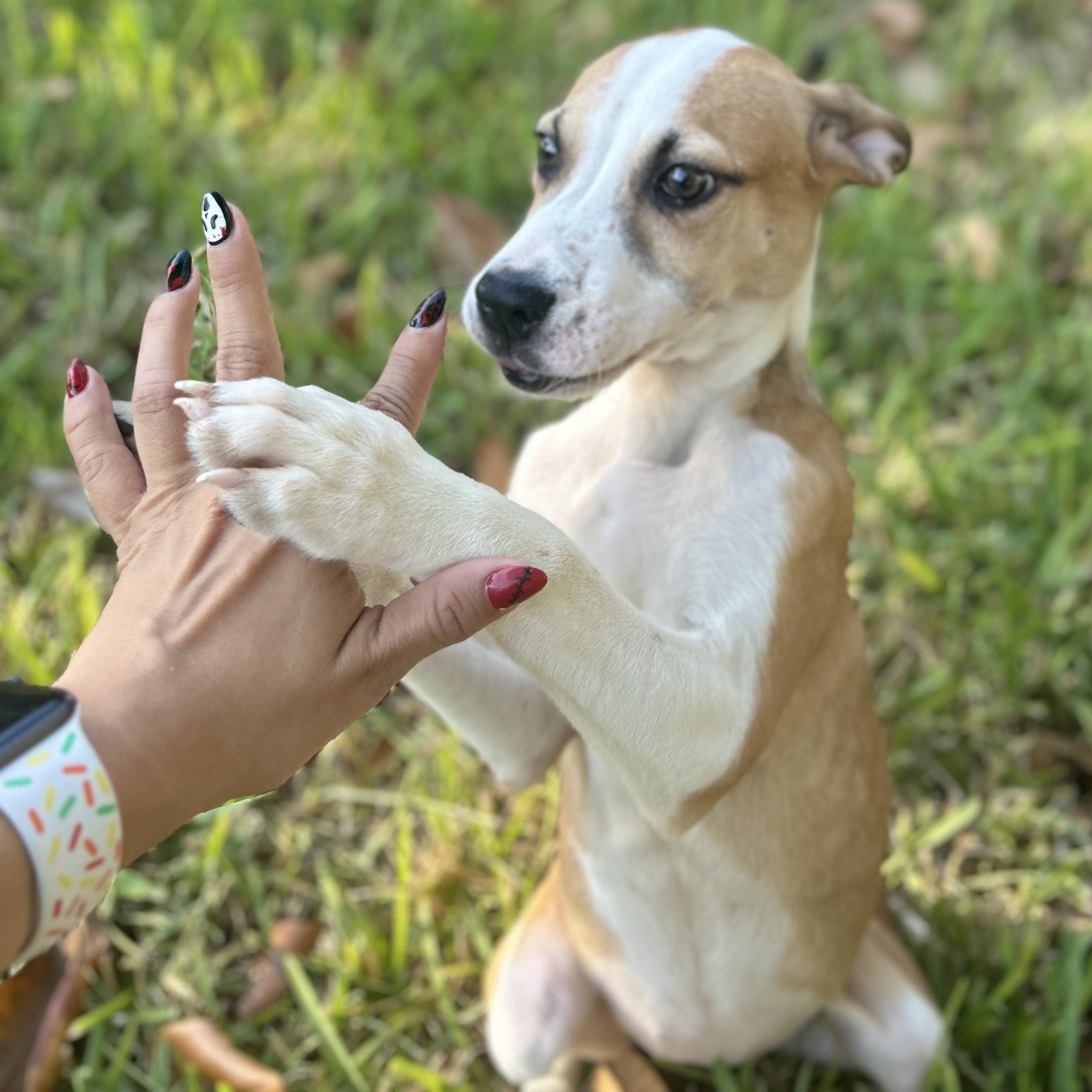 Dog for adoption Scarlet, an American Bulldog Mix in GROVE CITY , PA
