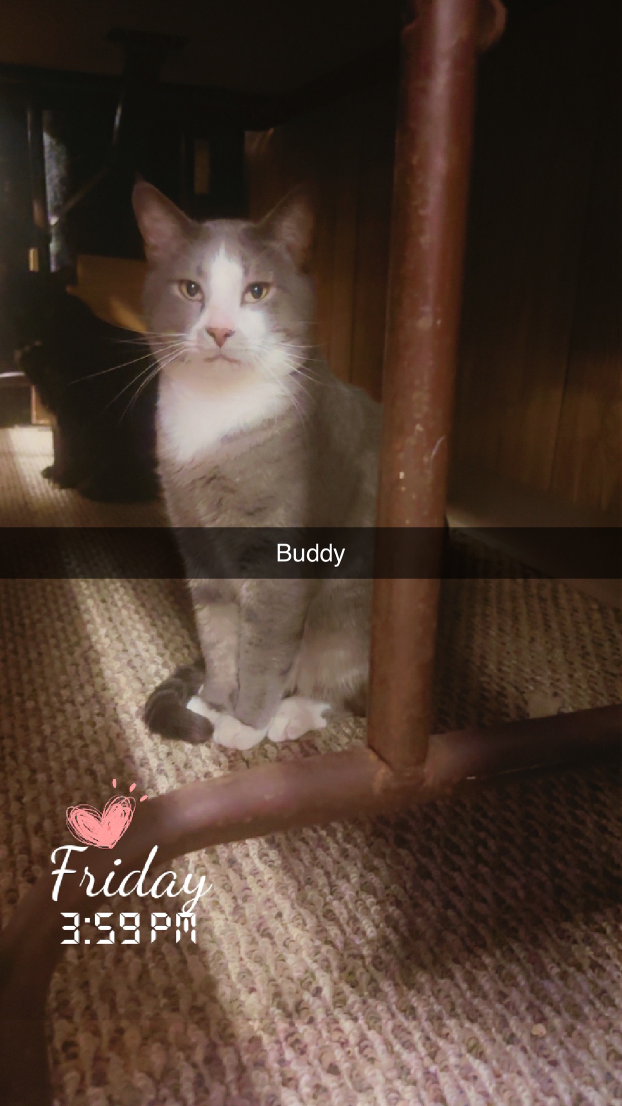 Buddy, Adoptable, Adult Male Tuxedo.