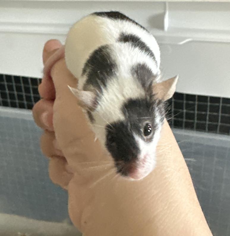 Enlarge Pizza, an adoption pending Mouse in Irvine, CA image 1/1