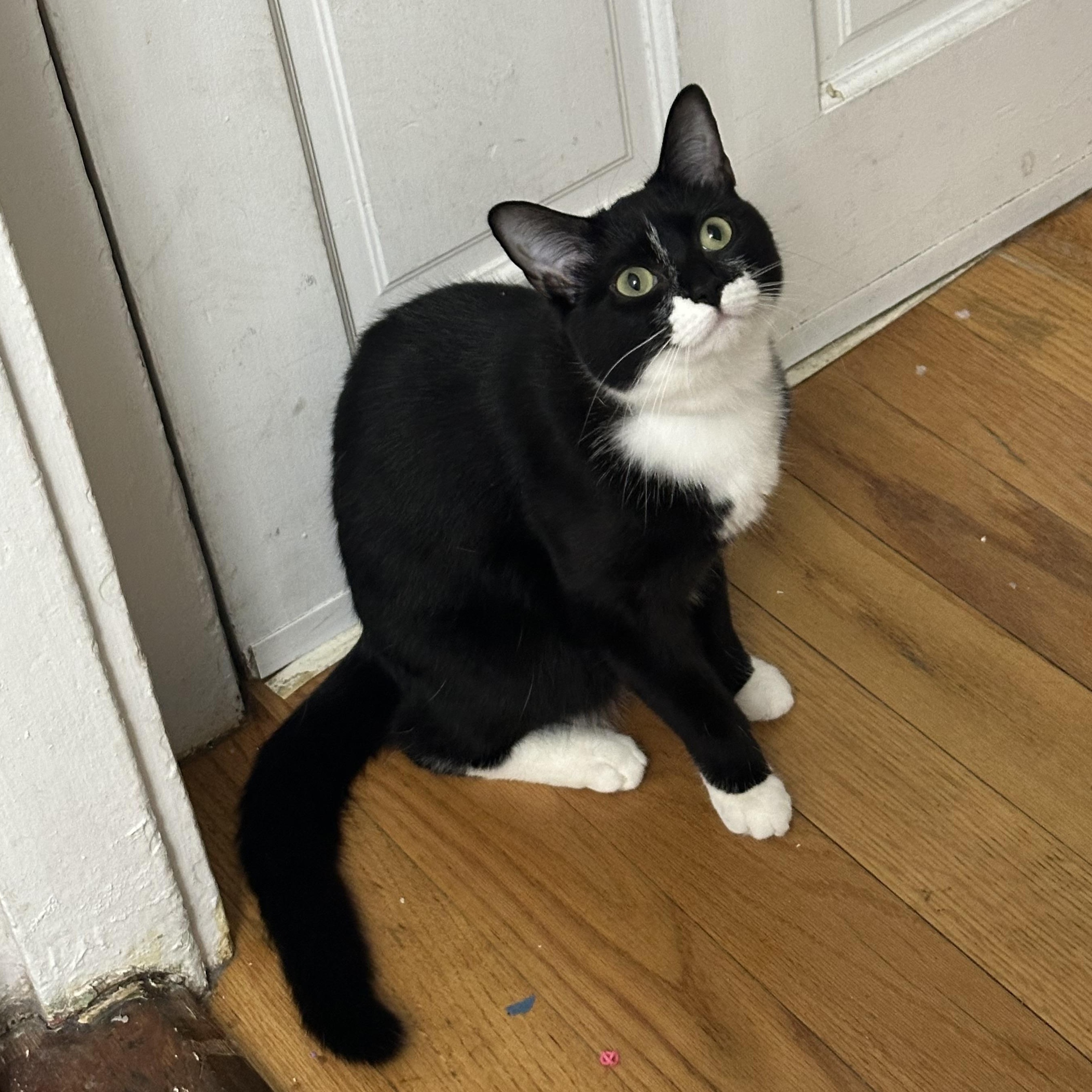 Sarah Lee, Adopted, Young Female Domestic Short Hair.