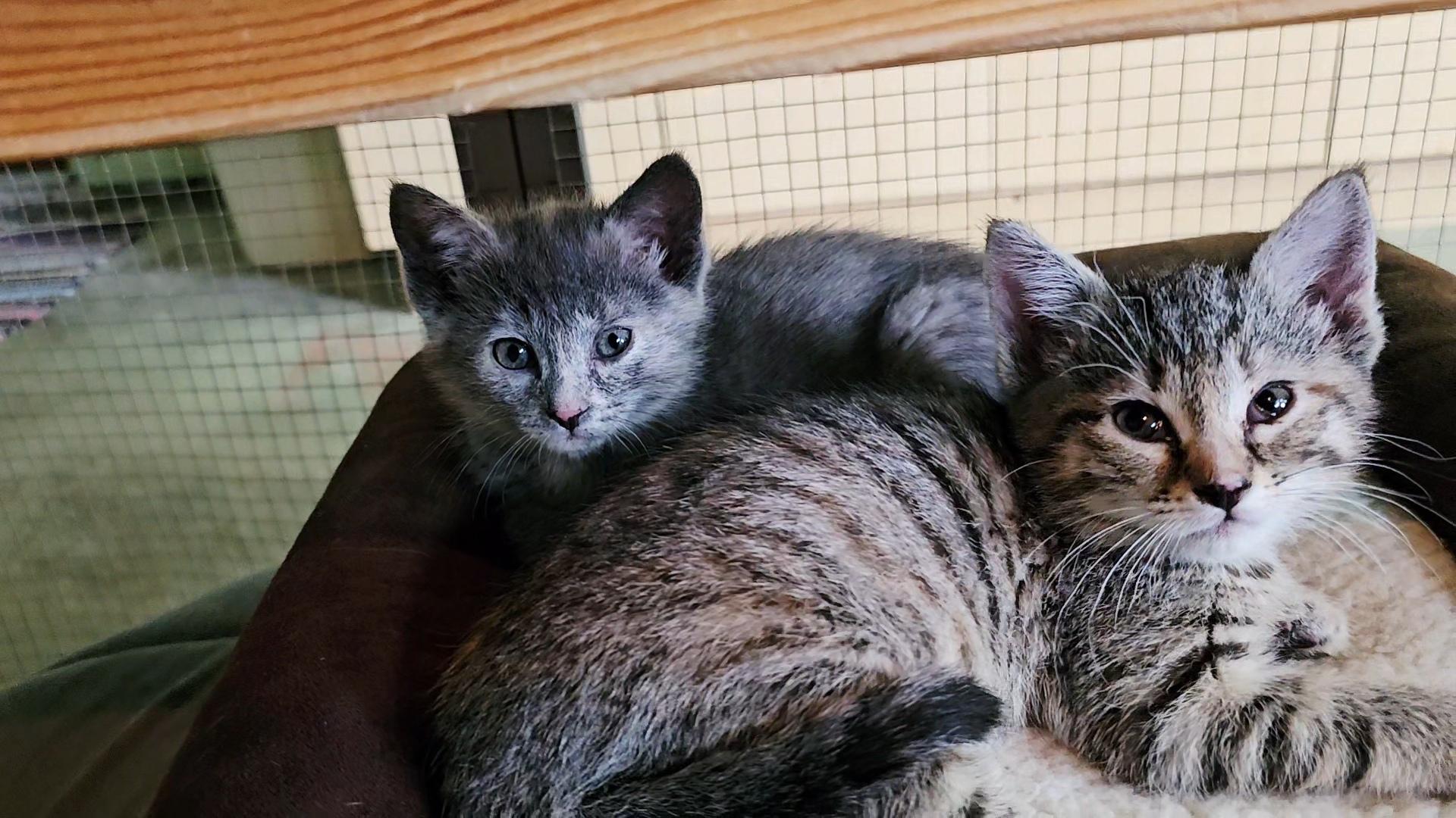 Enlarge Winter, a ADOPTABLE American Shorthair in Pinedale, WY image 2/3