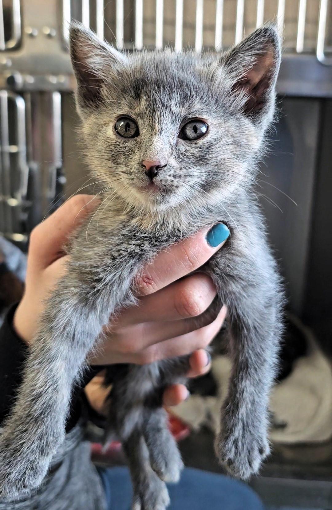 Enlarge Winter, a ADOPTABLE American Shorthair in Pinedale, WY image 1/3