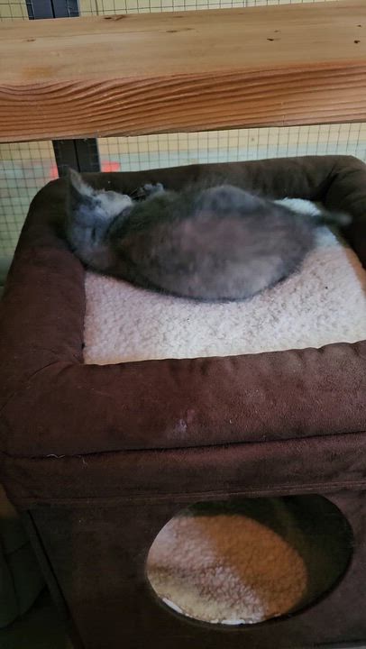 Enlarge Winter, a ADOPTABLE American Shorthair in Pinedale, WY video 3/3