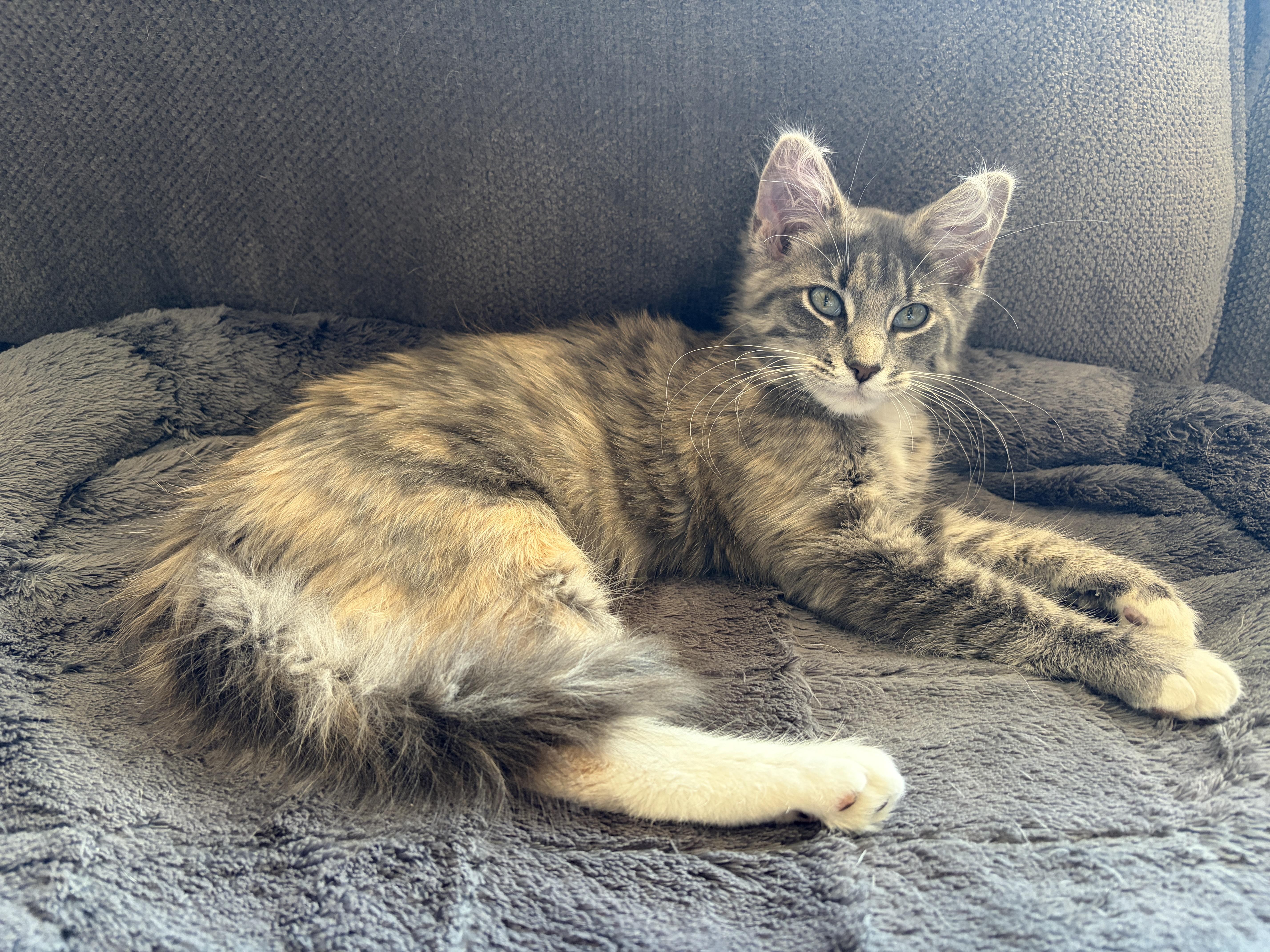 FIONA, adopted, Kitten Female Maine Coon & Torbie.